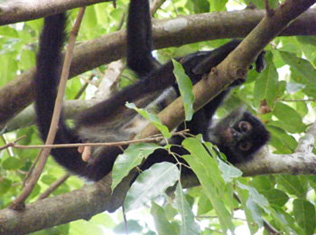 Dr. Hugh Notman : Professors & Academic Coordinators : Anthropology